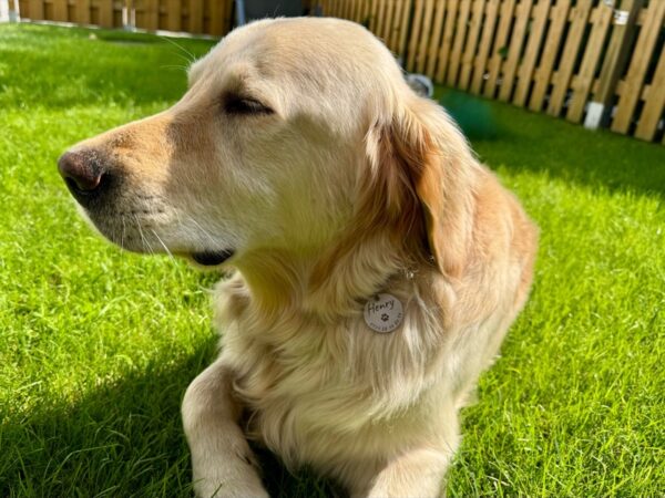 Hundemarke Fidelis